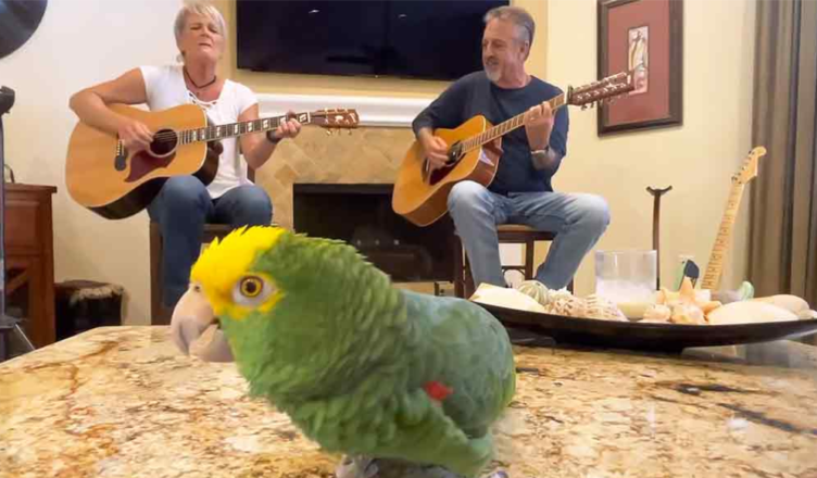 A Talented Parrot Sings Bob Dylans Knockin On Heavens Door News