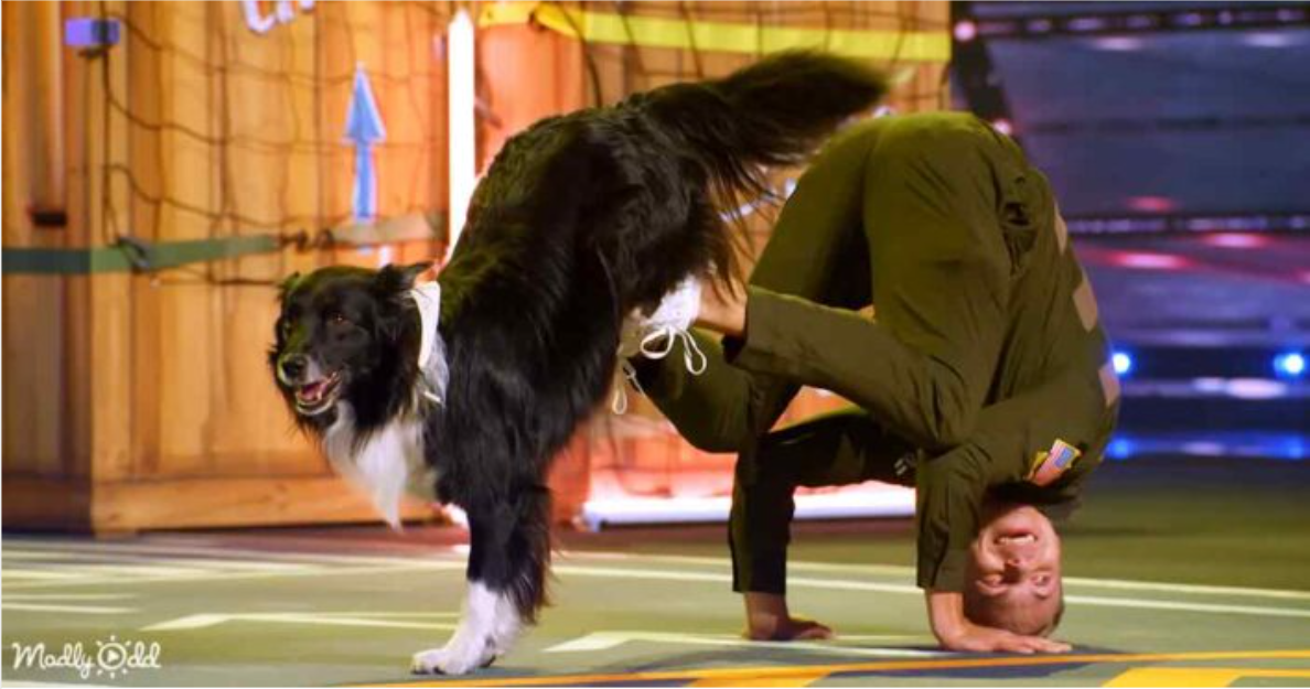 The Most Incredible Dog Performance You Will Ever See on AGT Curious